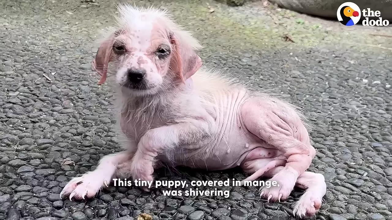 A small, hairless puppy suffering from severe mange lies shivering on a cobblestone ground.