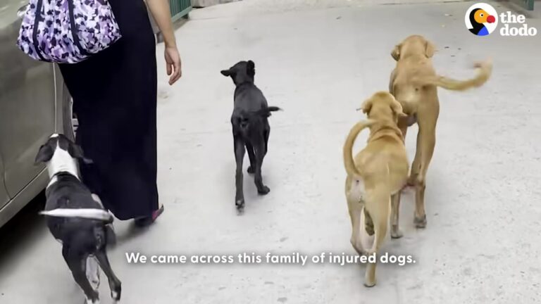 California Woman Meets Injured Dogs In India And Refuses To Leave Them Behind