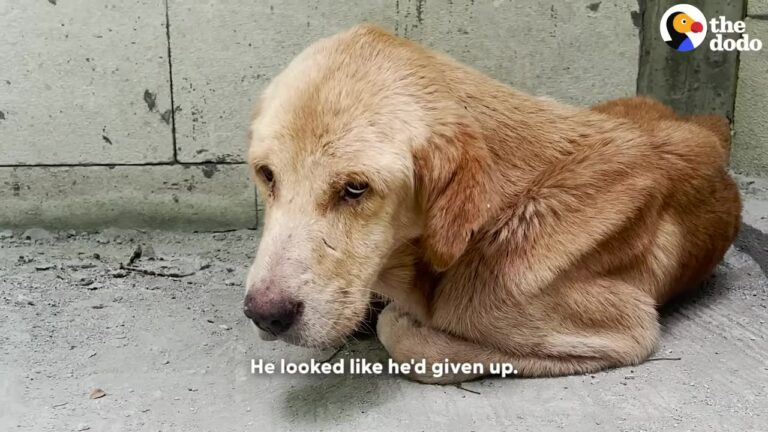California Dog Found Crumpled In An Abandoned Corner Gets A Miracle Second Chance