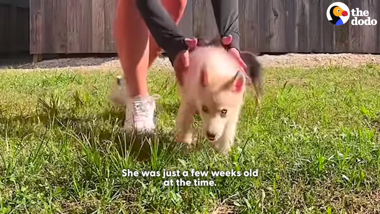 A small, light-colored puppy walks on green grass while a person gently holds its back.