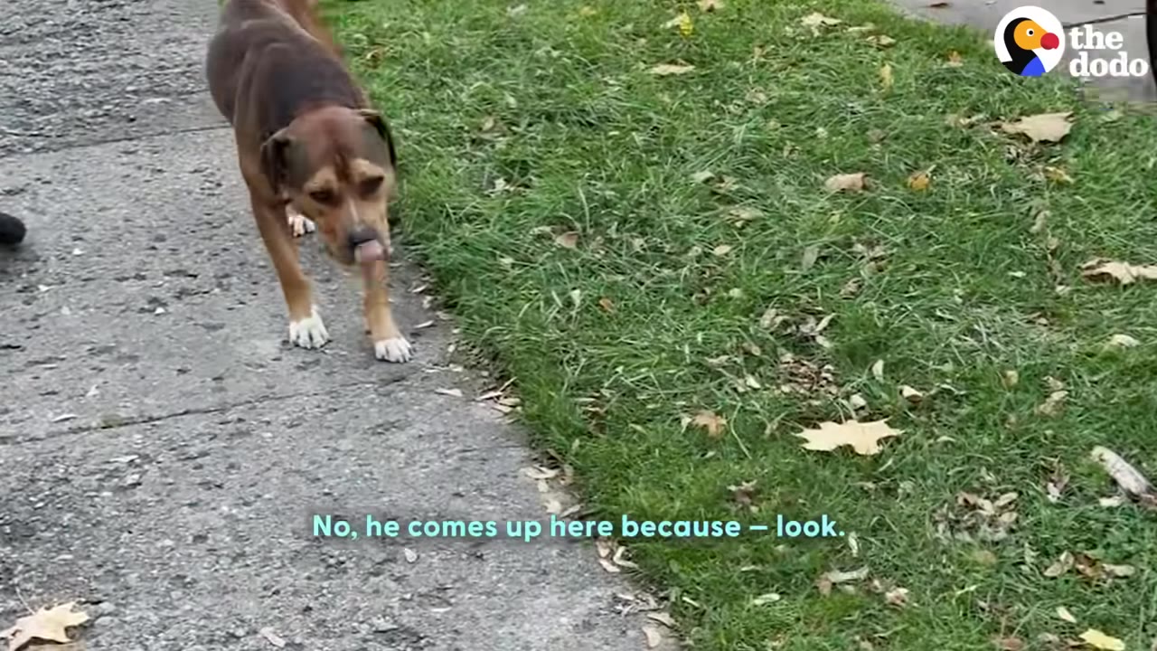 A brown and black dog walks along a concrete sidewalk next to a grassy lawn.