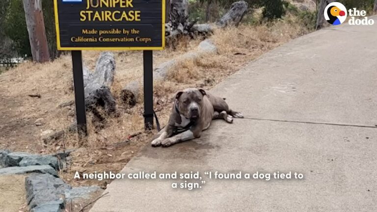 California Dogs Left Stranded On The Streets Reveal How A Little Kindness Changes Everything