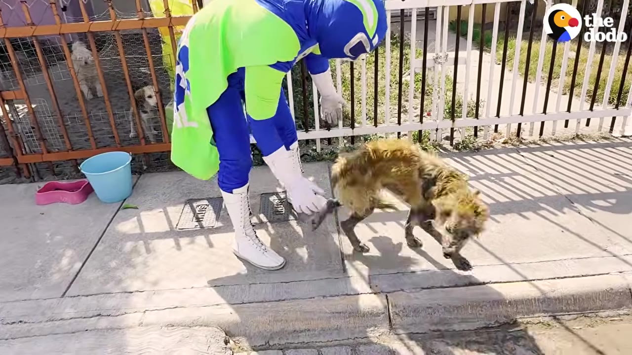 A person in a blue and green superhero costume bends down on a sidewalk to gently touch a small, severely matted and dirty dog.