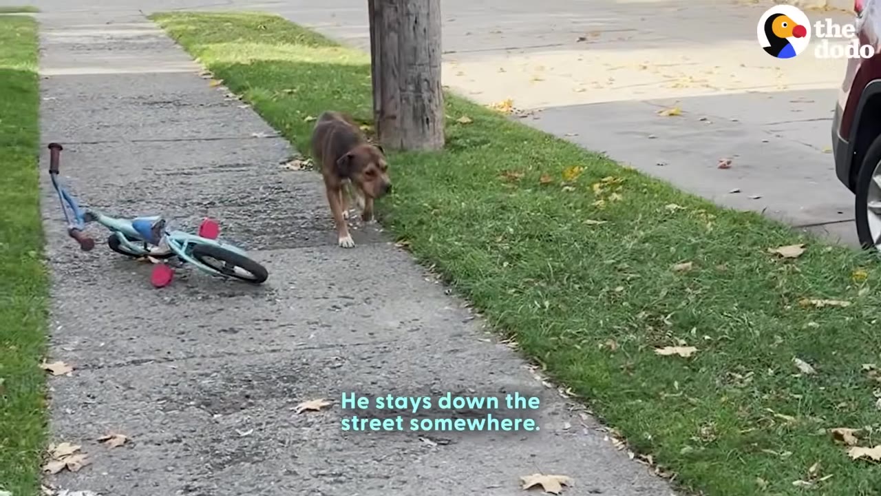 A brown dog walks slowly down a concrete sidewalk next to a patch of green grass and a fallen blue bicycle.