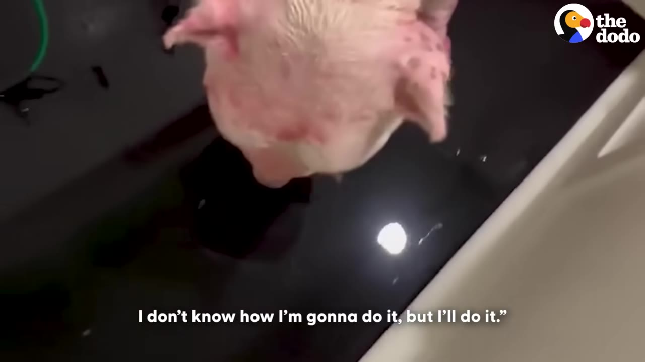 A high-angle shot of a light-colored dog with pink, irritated skin and hair loss on its head and ears, looking down into a dark bathtub.