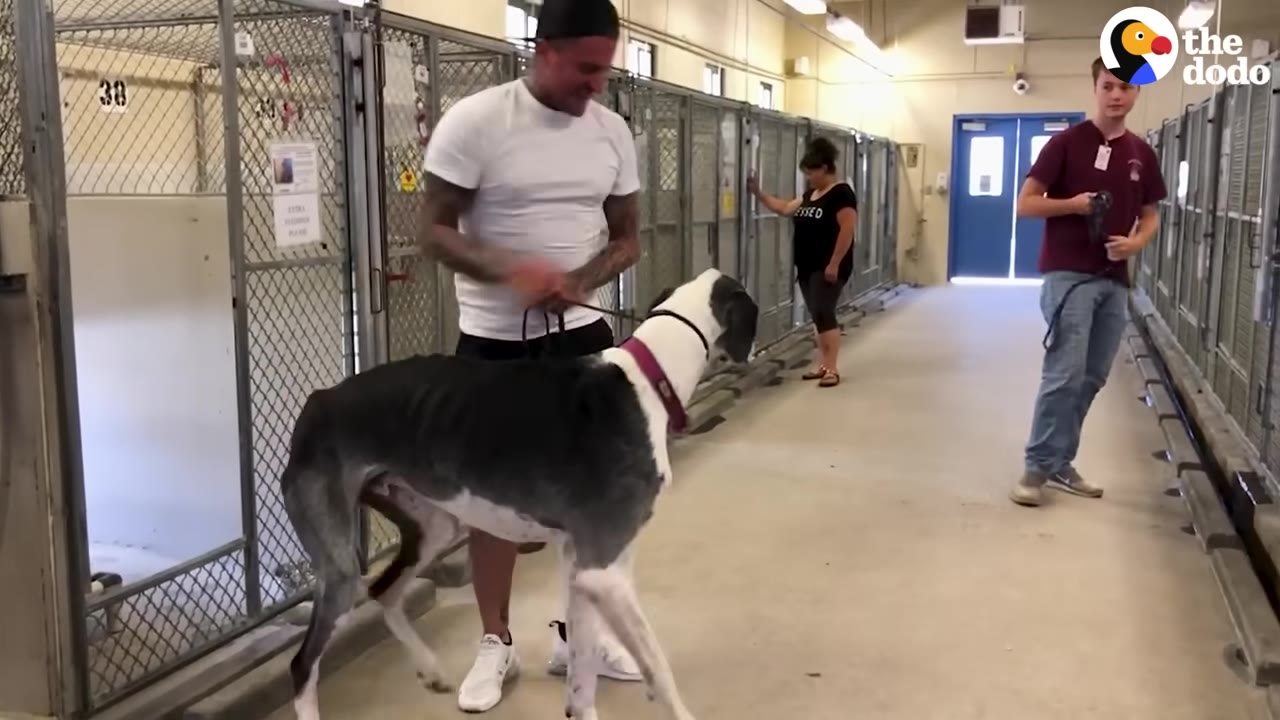 A very thin Great Dane with visible ribs stands in a shelter hallway next to a man holding his leash.