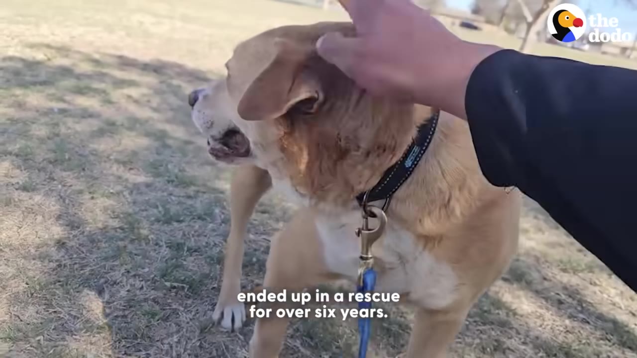 A tan and white dog wearing a collar and leash stands on a grassy field while a hand gently pets its head, with text overlay reading 'ended up in a rescue for over six years.'
