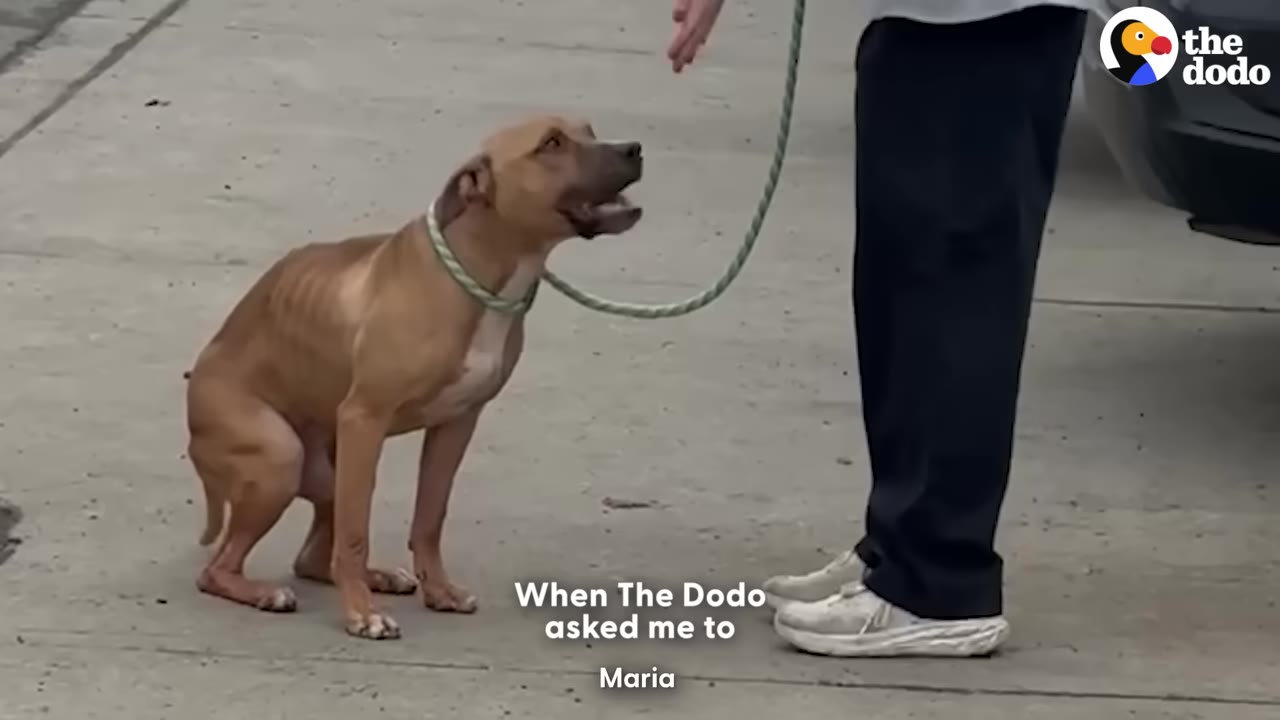 A very thin, light brown dog on a green leash sits on the pavement and looks up at a person with an open mouth.