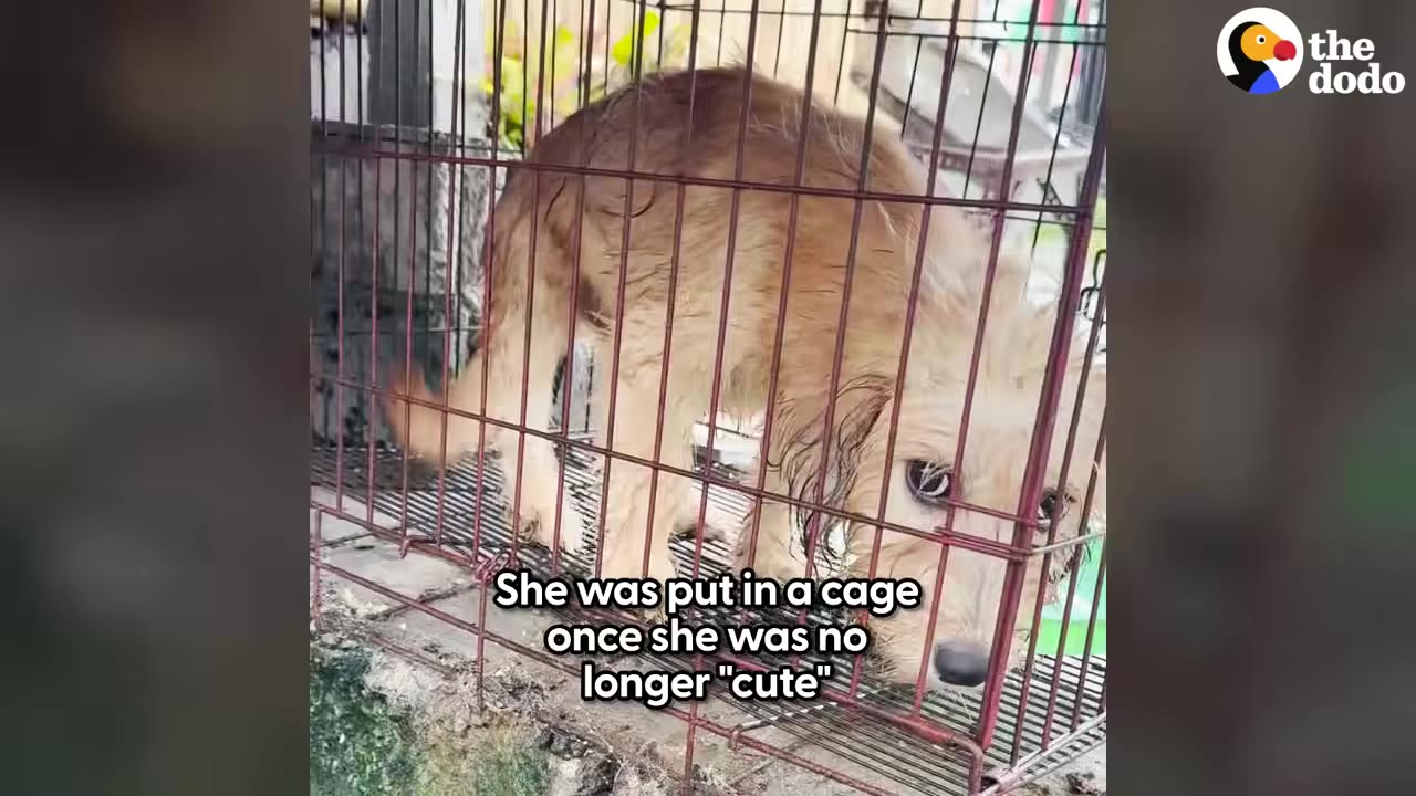 A small, wet, light-brown dog looks out sadly from inside a wire cage.
