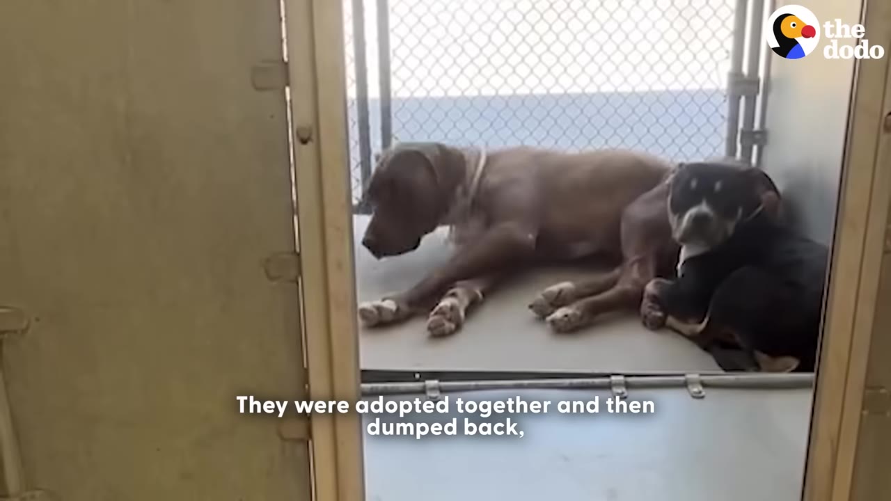 Two dogs, one brown and one black and white, lie close together inside a metal shelter kennel, looking sad and anxious.