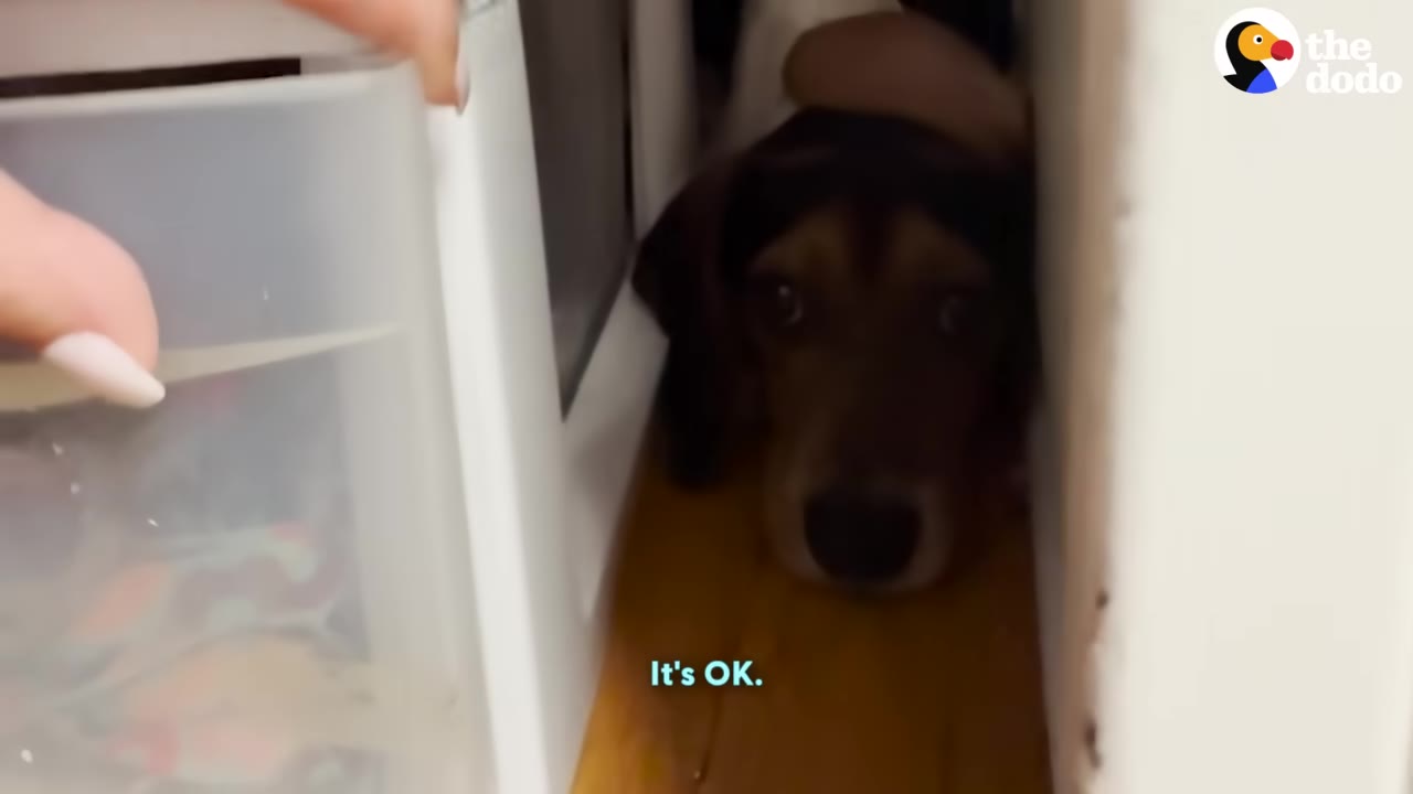 A small beagle dog with sad eyes hides in a narrow gap between a white cabinet and a wall.