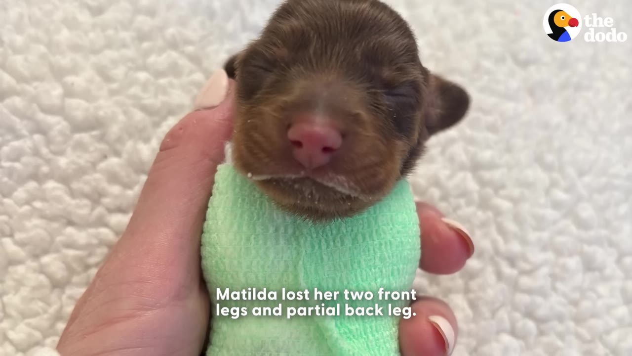 A close-up of a tiny, newborn brown puppy wrapped in a green bandage, being held gently in a person's hand.