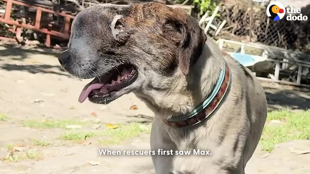 A close-up profile of a brindle and white dog named Max with a large swelling on his snout, wearing a collar, with the text 'When rescuers first saw Max,' at the bottom.