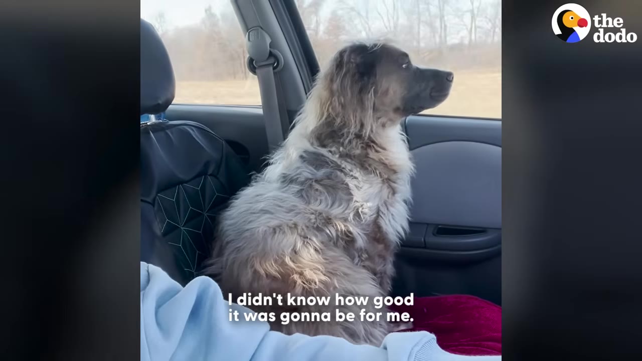 A fluffy, long-haired dog sits in the passenger seat of a car, looking out the window with a calm expression.