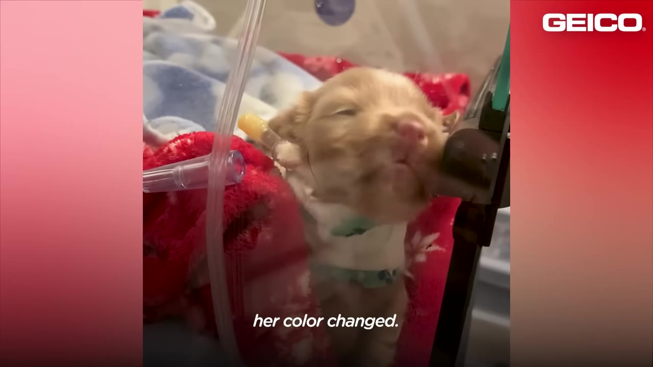 A tiny, light brown puppy with its eyes closed inside an incubator, surrounded by medical tubes and resting on a red blanket.
