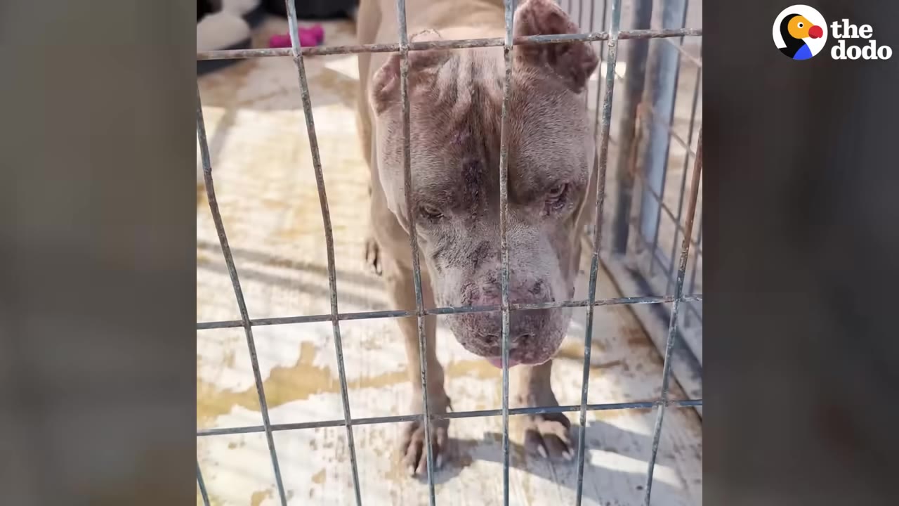 A tan pit bull with cropped ears stands behind a wire cage fence, looking down with a sad expression.