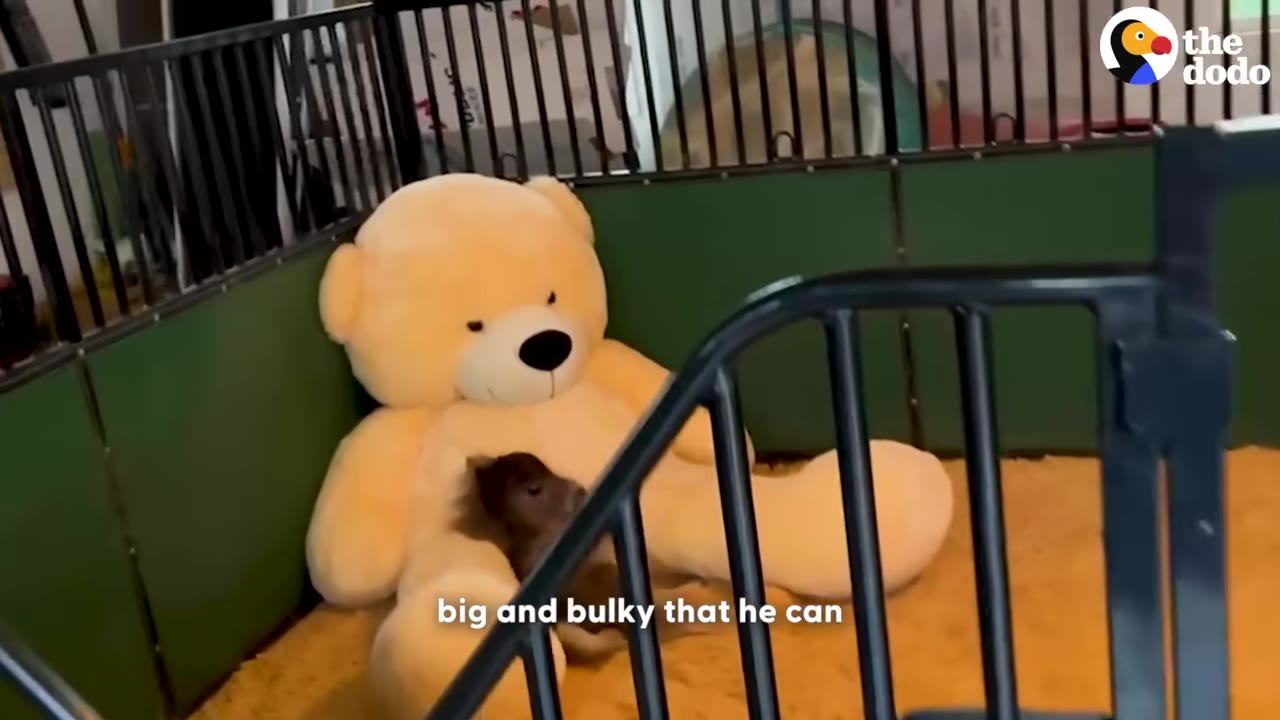 A small brown animal rests against a giant yellow teddy bear inside a green-walled stall with wood shavings on the floor.