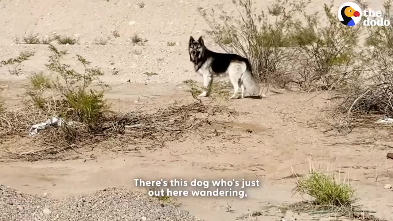 A black and white dog stands alone in a sandy, desert-like landscape with sparse green bushes.
