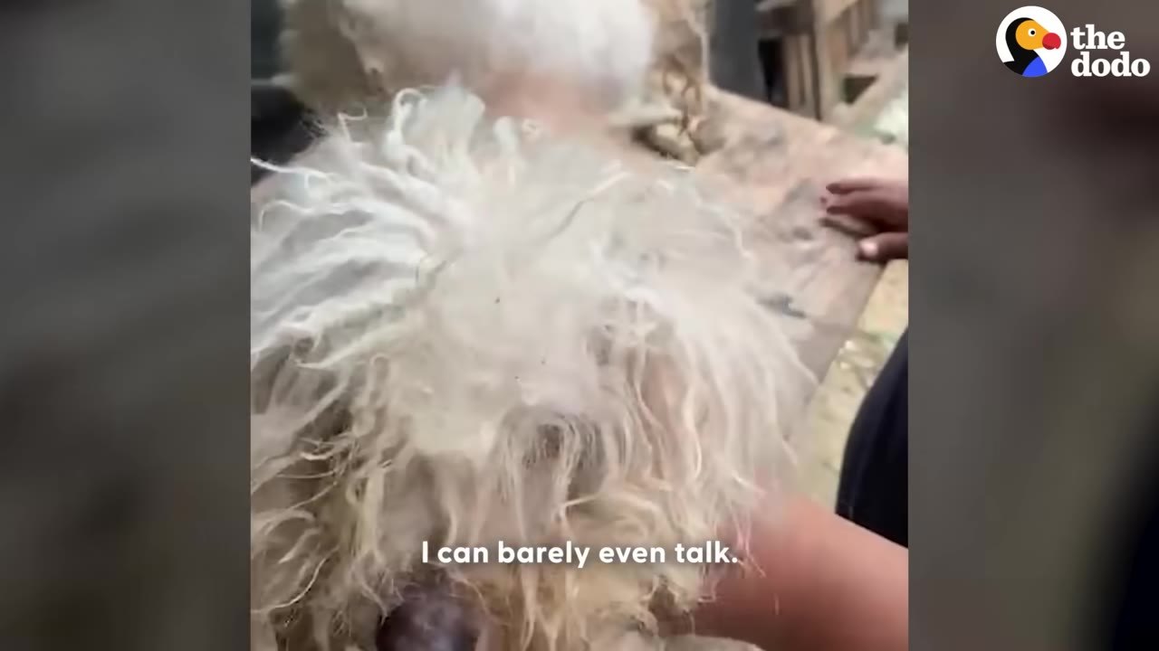 A close-up shot of a dog with extremely matted, dirty white fur being examined on a wooden table, with a person's hand gently touching its back.