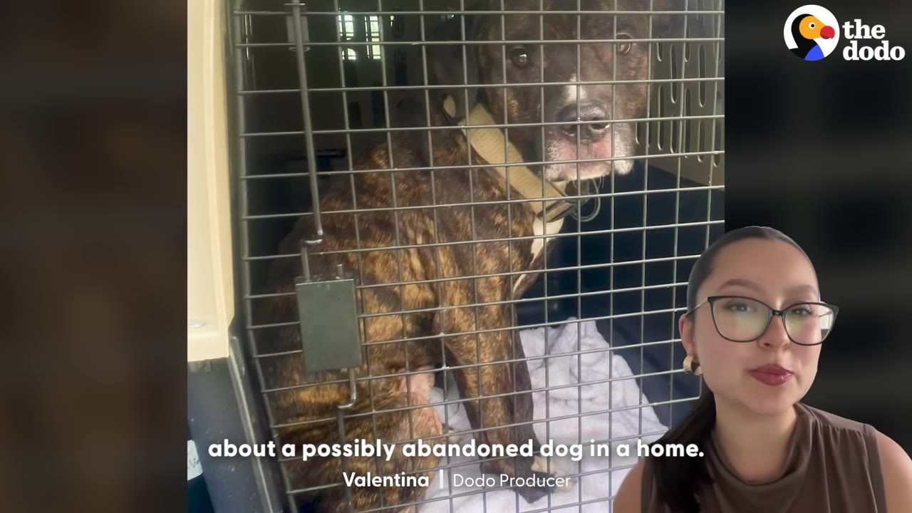A brindle dog with a white chest and collar sits inside a metal crate, looking out with a concerned expression, next to a presenter on the right.