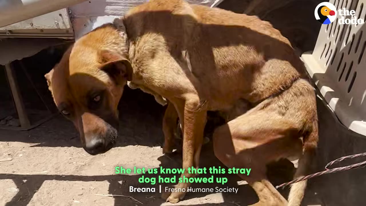 A thin, brown dog stands near the wheel of a trailer next to a plastic pet crate.