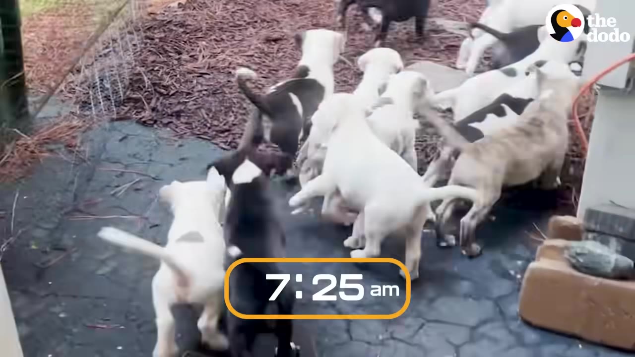 A group of energetic puppies running outside together on a patio with a digital clock overlay reading 7:25 am.