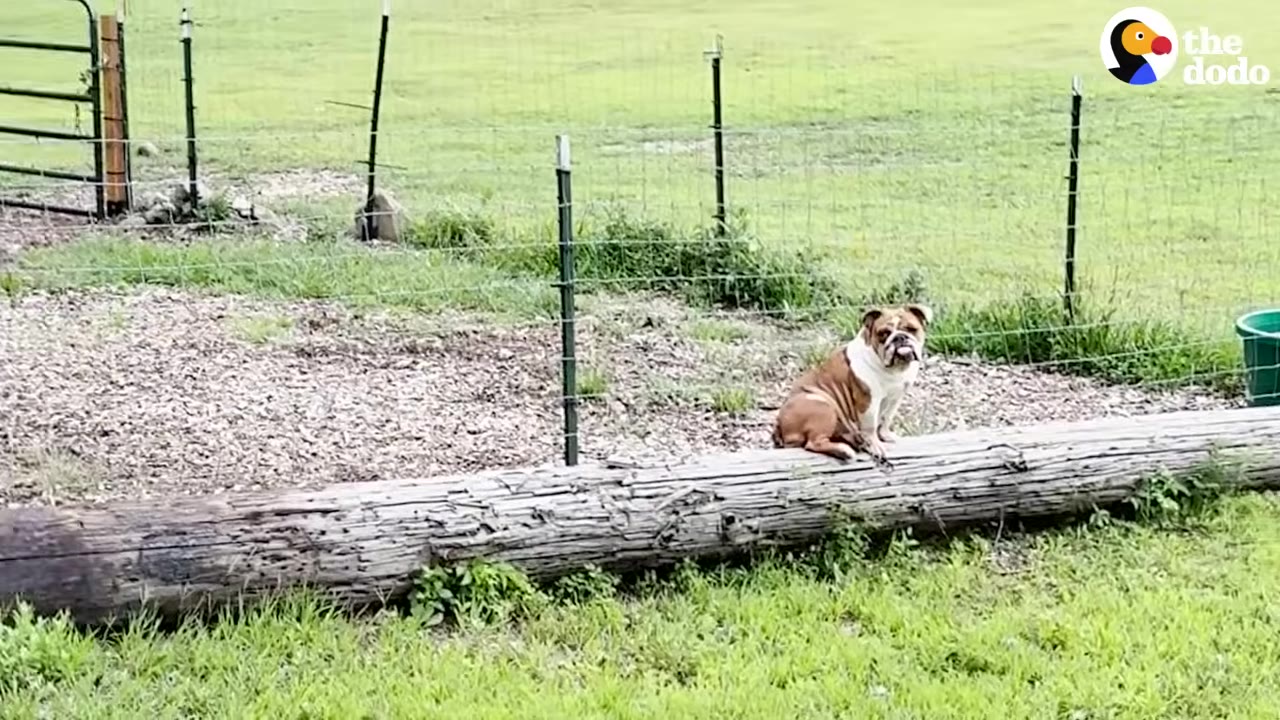 A brown and white bulldog sitting on a large wooden log in a grassy farm field next to a wire fence.