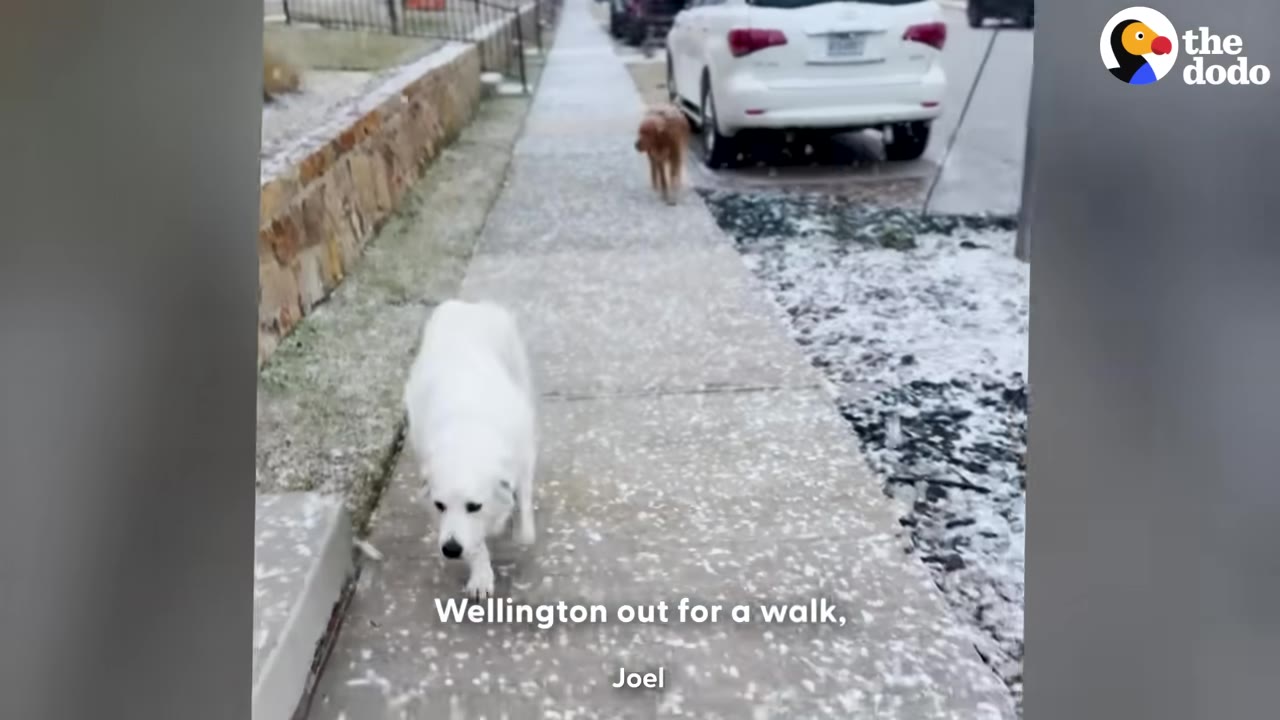 A large white dog walks down a snowy sidewalk, with a golden-brown dog following behind it in the distance.