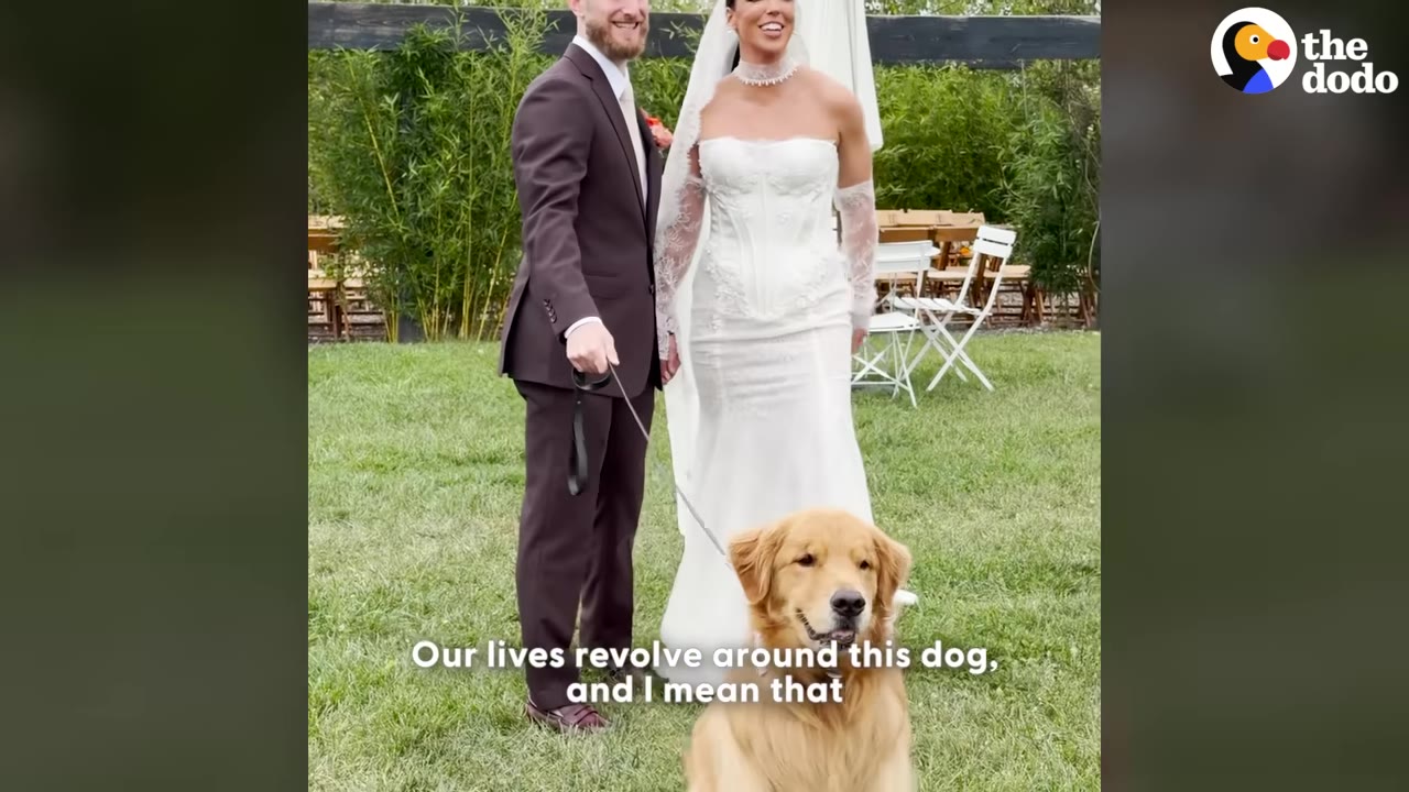 A bride in a white wedding dress and a groom in a dark suit stand on a grassy lawn with their golden retriever on a leash.