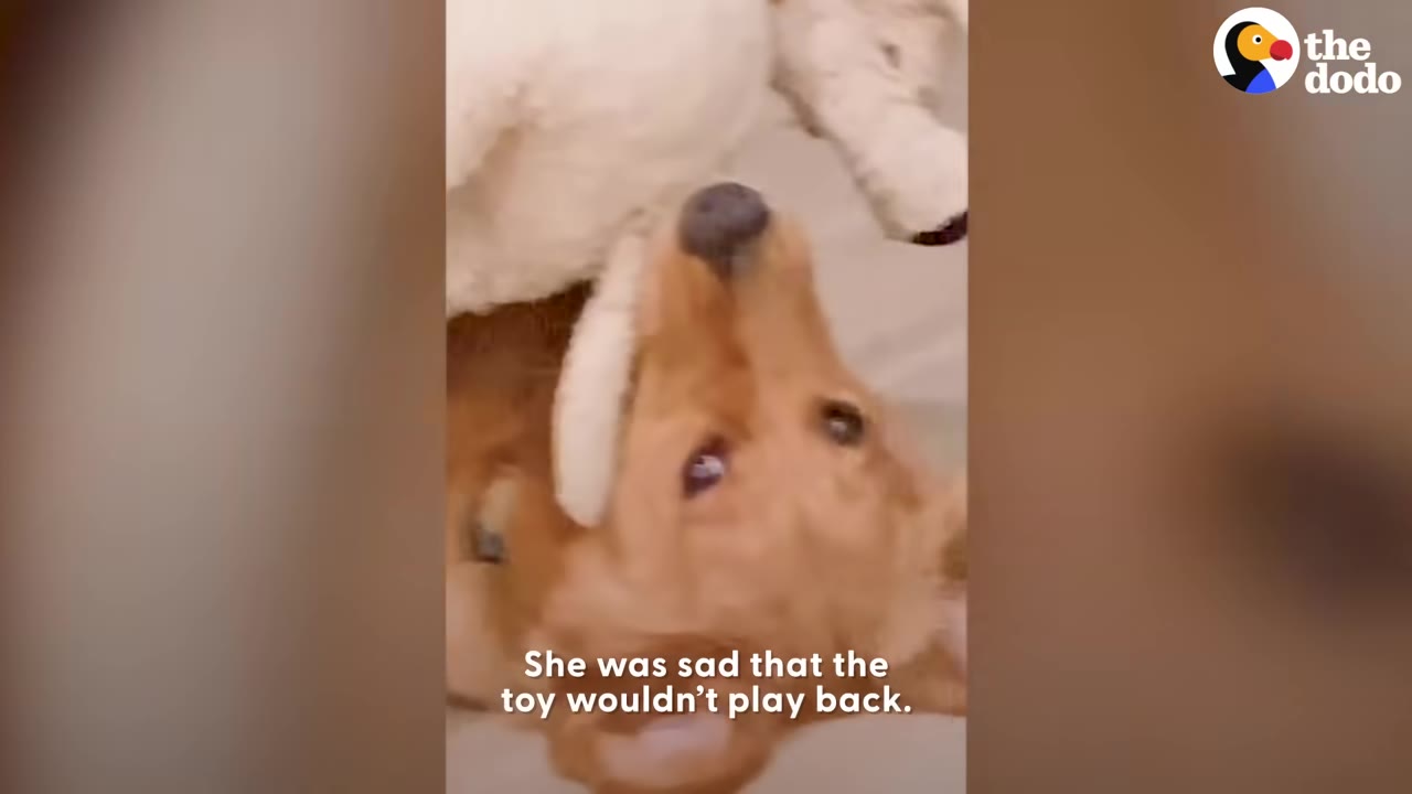 A golden retriever lies on her back, looking up with a sad expression while holding a plush toy in her mouth.