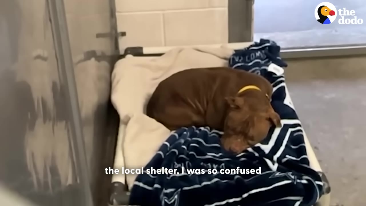 A brown dog with a yellow collar sleeps peacefully on a cot with blankets inside a metal-walled animal shelter kennel.