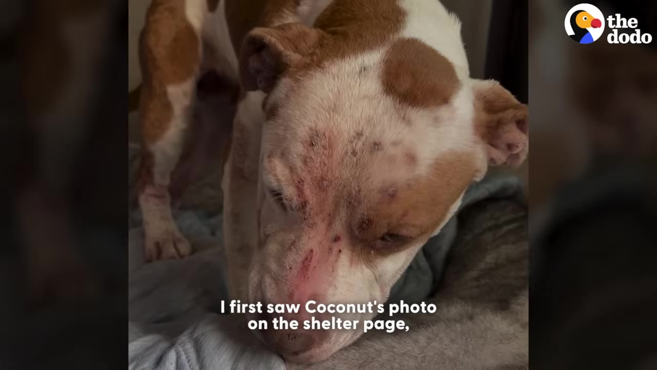 A close-up of a brown and white dog named Coconut with visible skin irritation and scabs on her head, looking down.