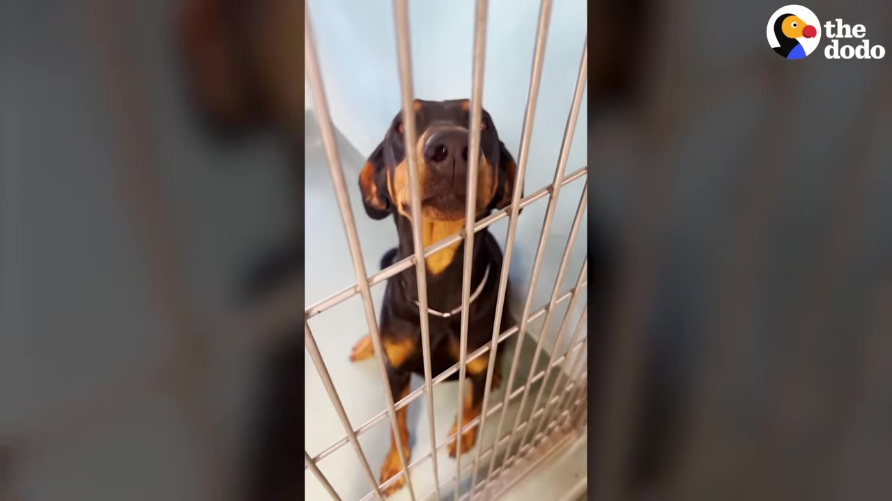 A black and tan dog sits behind the metal bars of a shelter kennel, looking upward with wide eyes.