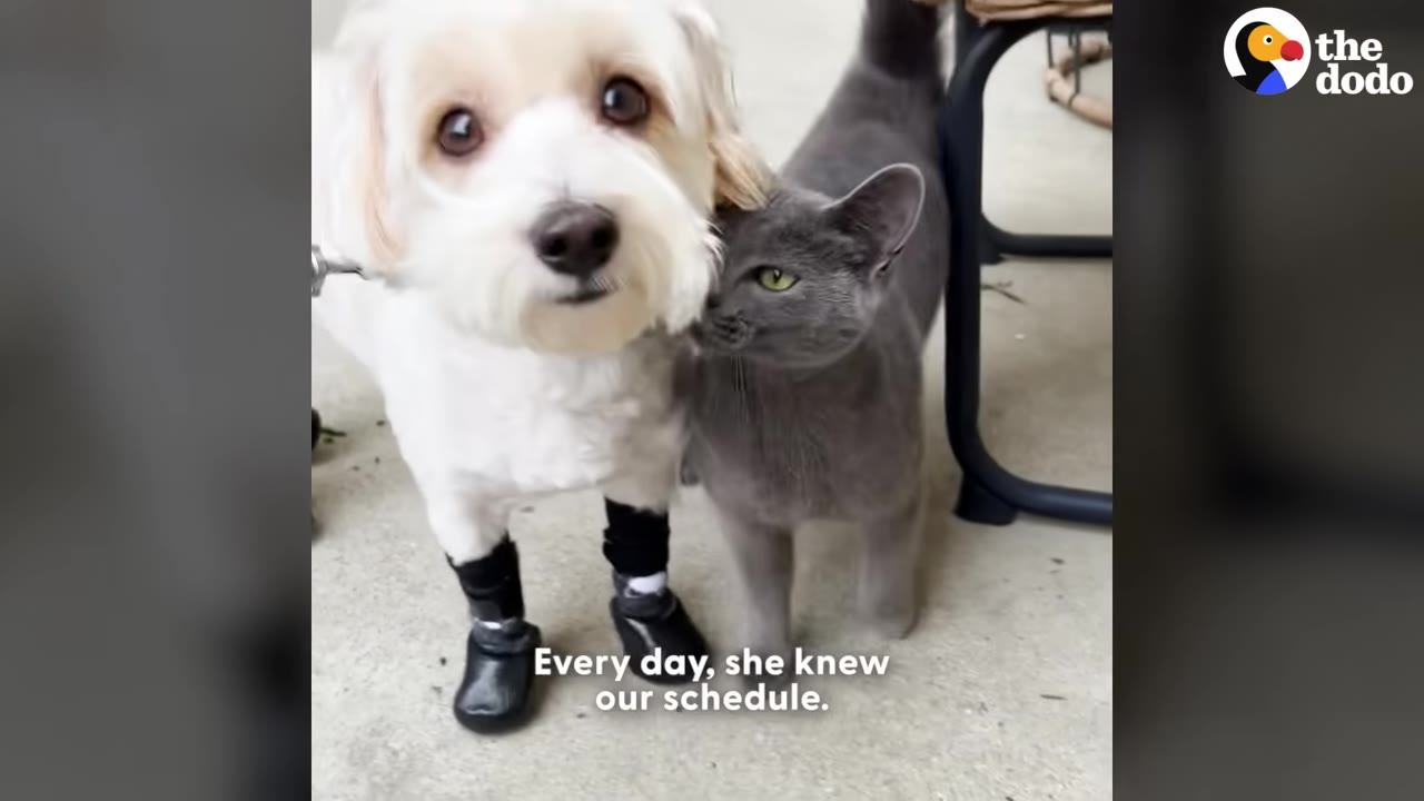 A small white dog wearing black booties stands next to a grey cat who is rubbing its face against the dog's cheek.
