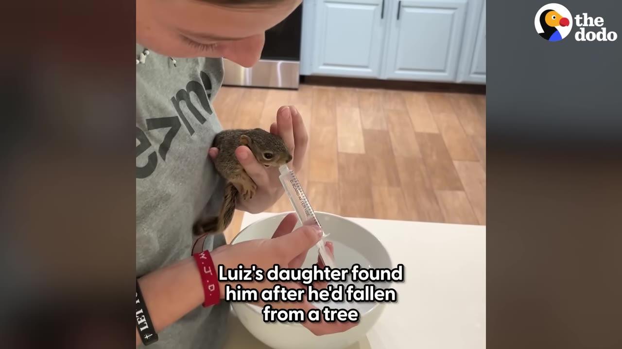 A close-up shot of a person holding a tiny baby squirrel and feeding it with a syringe over a white bowl.