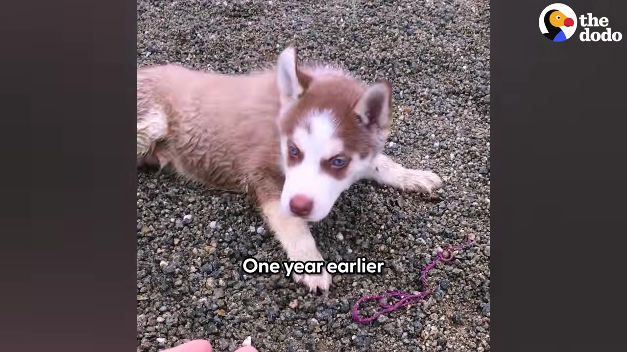 A close-up shot of a small brown and white husky puppy with blue eyes lying on a gravel surface.