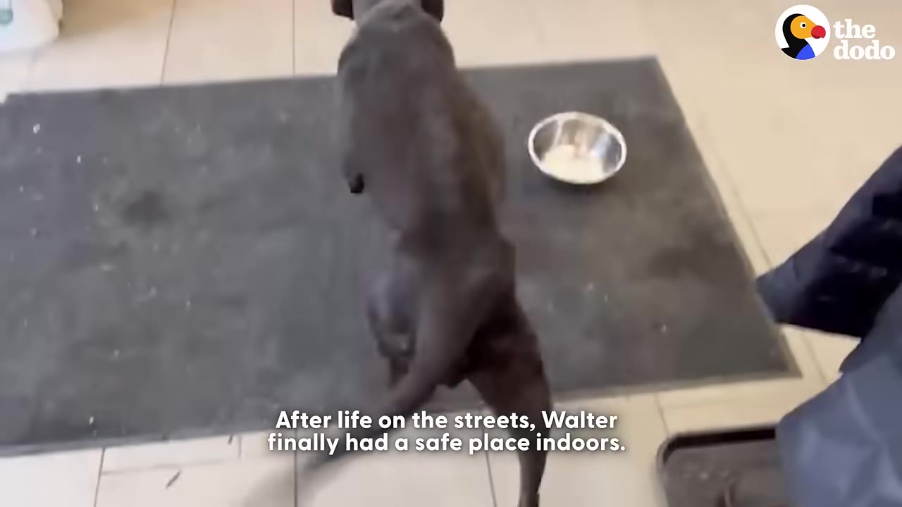 A dark-colored dog stands on a grey mat indoors next to a metal bowl on a tiled floor.