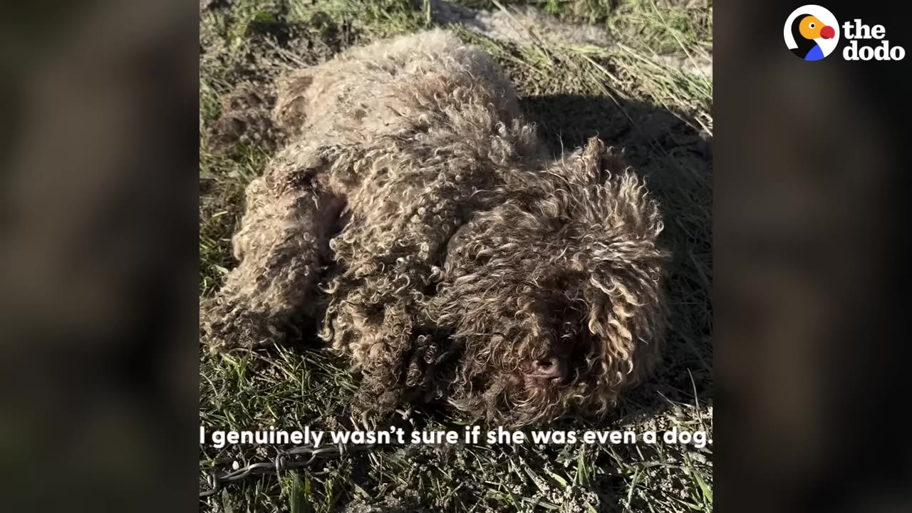 A heavily matted, dirty dog with curly brown fur lies on the grass, looking unrecognizable due to its neglected coat.