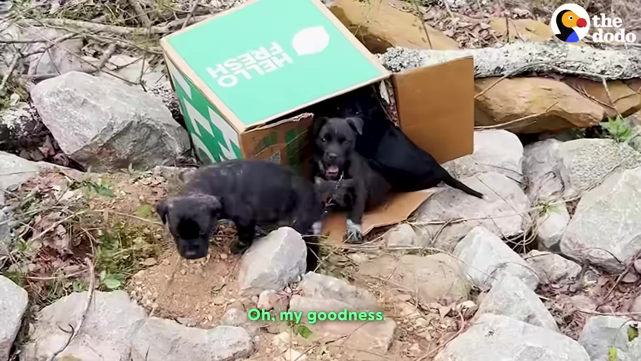 A green and brown cardboard box sits among rocks on a trail, with three small black puppies emerging from it.