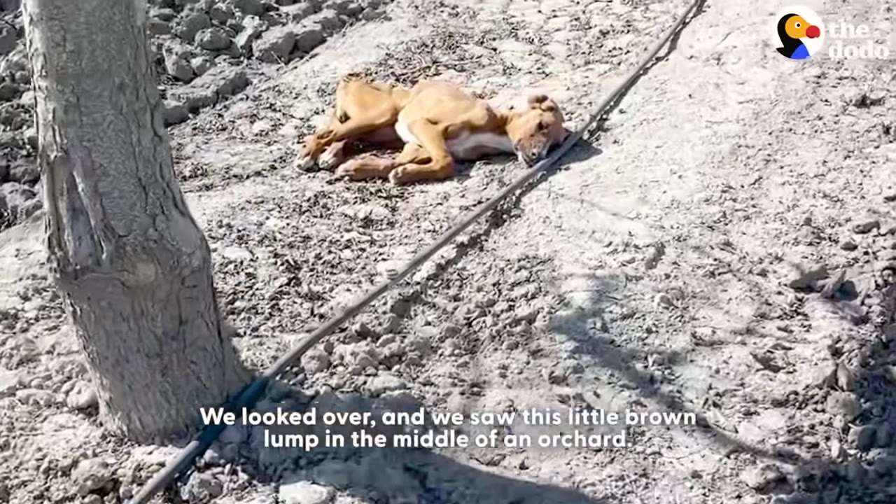 A thin brown dog lies curled up on dry, dusty ground next to a tree trunk and an irrigation line.