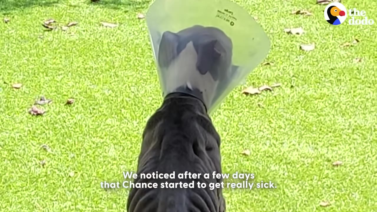 A dark-furred dog wearing a clear plastic protective cone stands on a green grassy lawn, seen from behind.