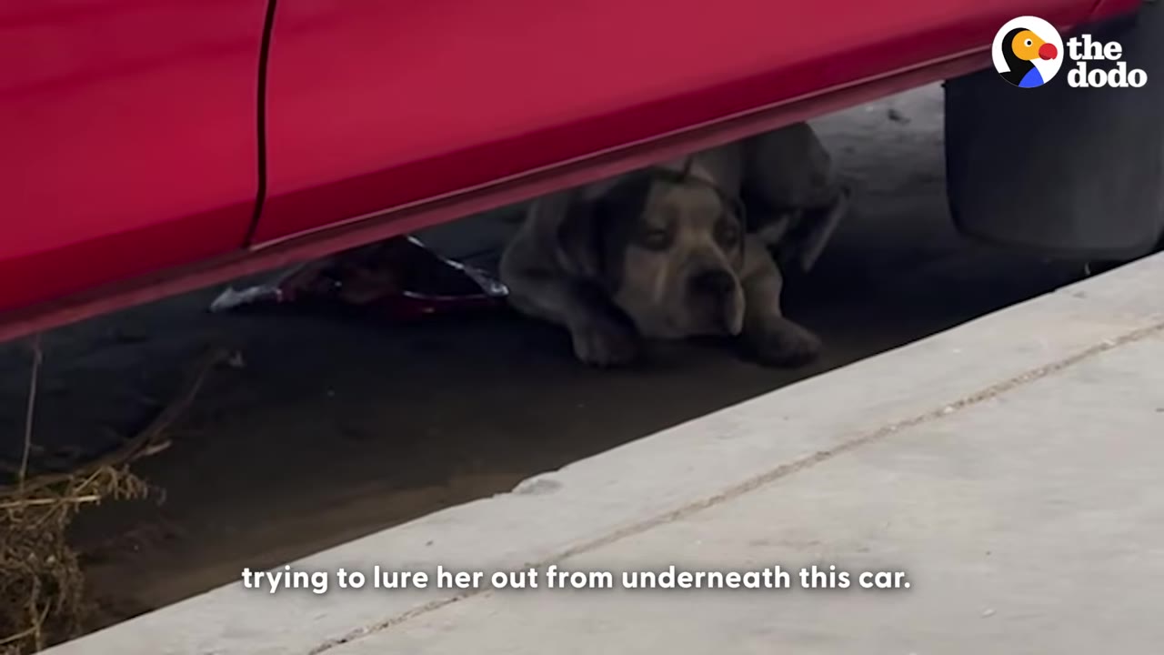 A frightened grey and white dog lies hidden in the dark shadows underneath a red car parked on a city street.