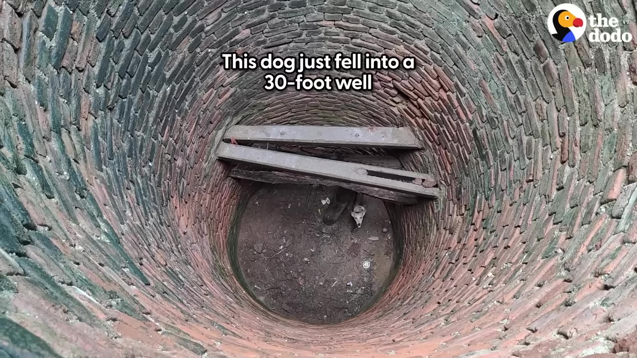 A top-down view looking into a deep, circular brick well where a small dog is visible at the bottom.