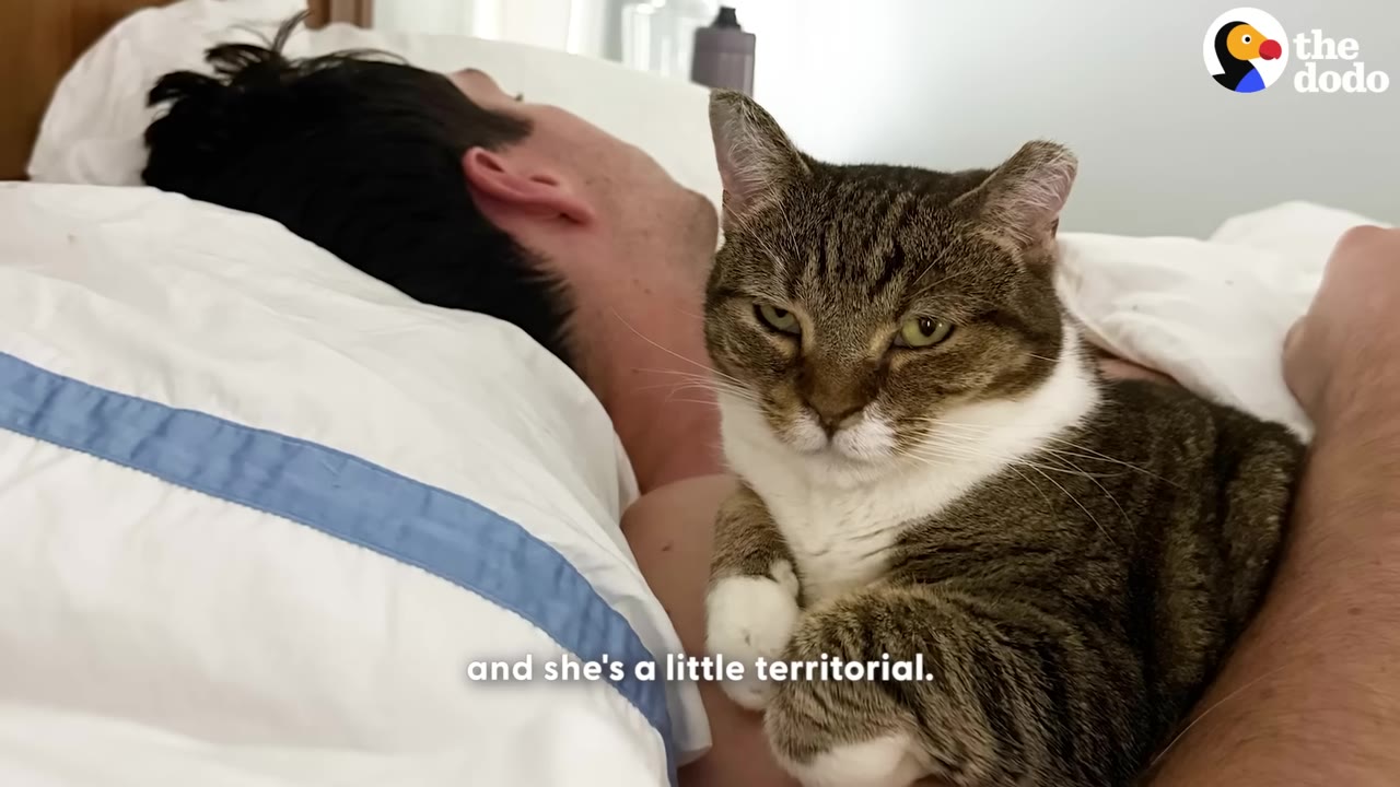 A brown and white tabby cat sits confidently on the chest of a sleeping man in bed, looking directly at the camera with a stern expression.