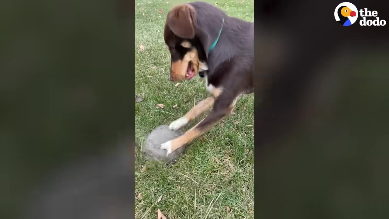 A brown and tan dog with a green collar plays with a round block of ice on a grassy lawn.