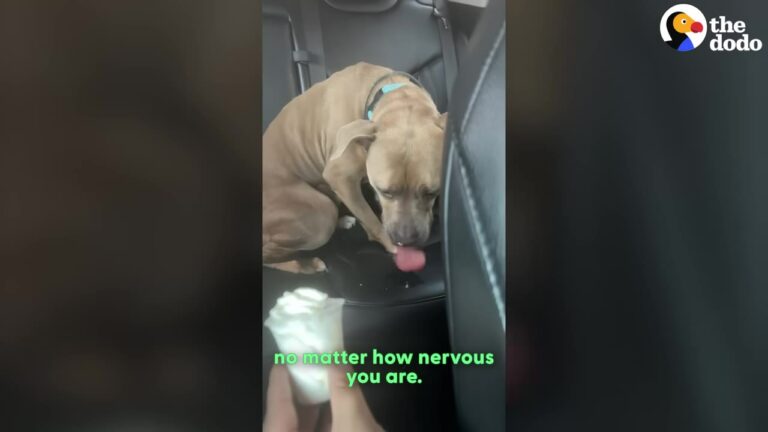 Texas Dog Saved From The Euthanasia List Discovers What A Pup Cup Is And Realizes He Is Finally Safe