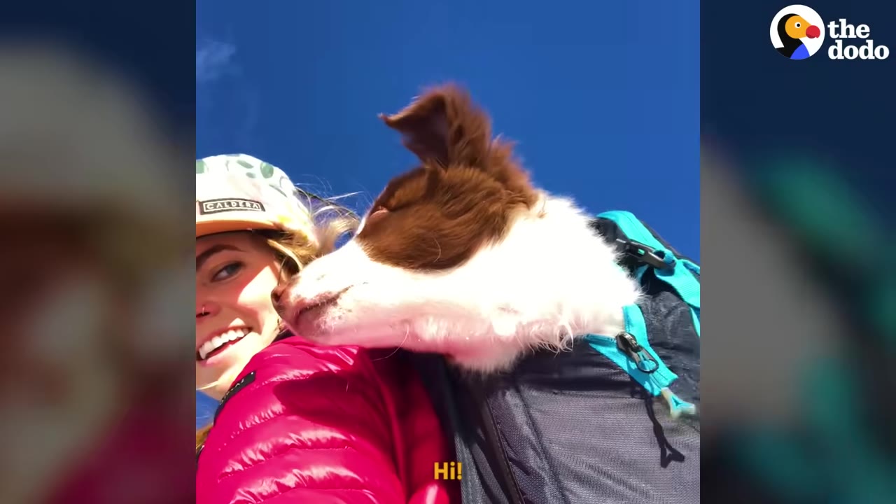 A brown and white dog peeks out of a backpack worn by a smiling person wearing a pink jacket and a cap against a bright blue sky.