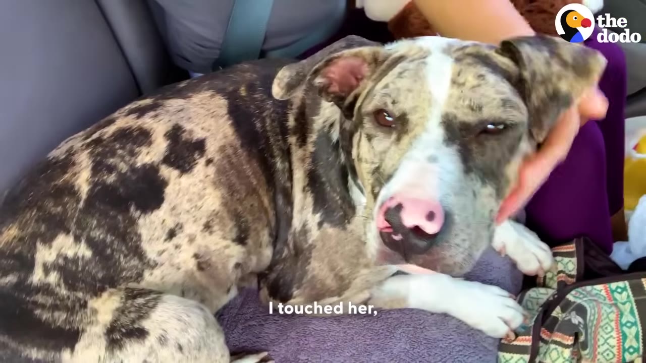 A hand gently caressing the head of a brindle-and-white dog with a pink nose, who is resting on a purple blanket.