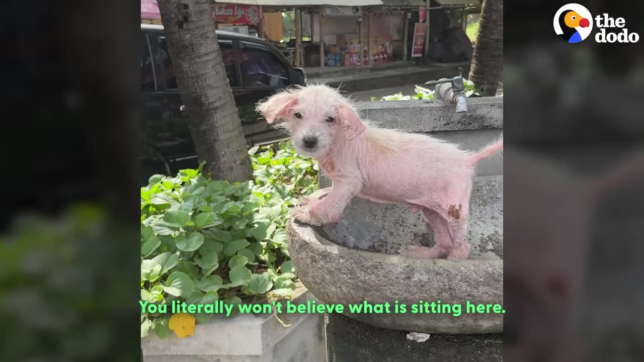 A small, scruffy, pink-skinned puppy stands inside a stone water basin outdoors near green plants.