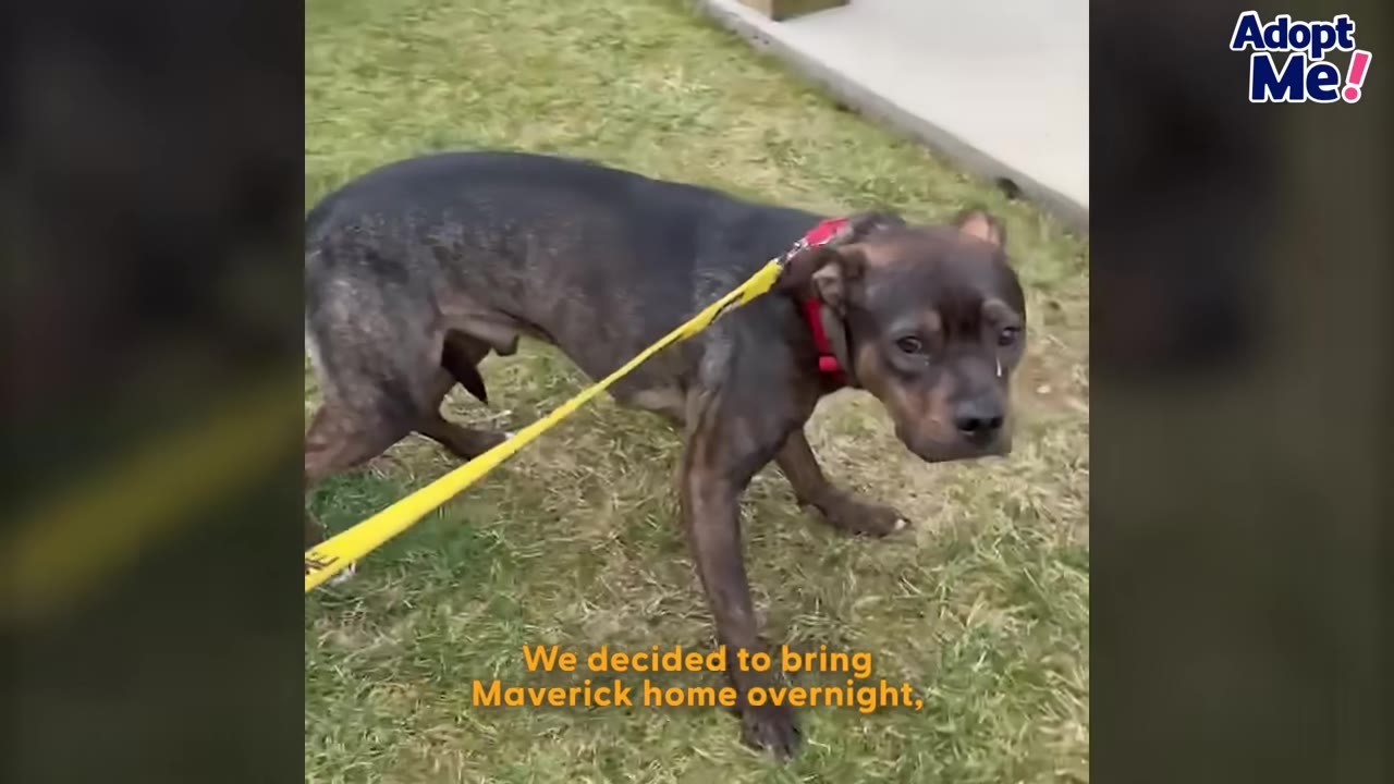 A dark brindle dog on a yellow leash stands on the grass, looking anxious and hesitant with a lowered head.